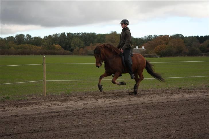 Islænder Vina Vom Neuhoff - Nyt! Galop på Ovalbanen d. 18/10-09 Foto: Tina Jensen billede 10