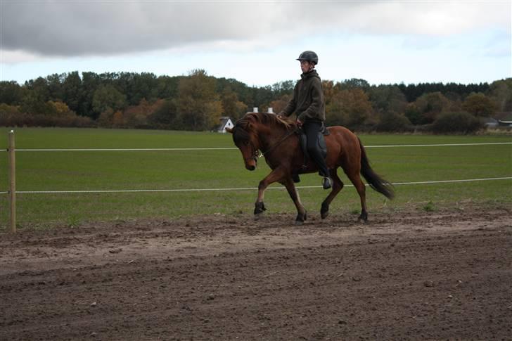 Islænder Vina Vom Neuhoff - Nyt! Trav på Ovalbanen :D Foto: Tina Jensen billede 11