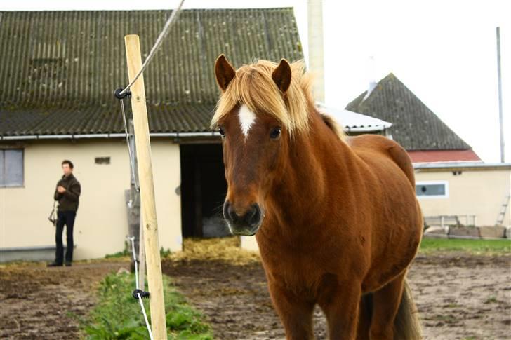 Islænder Yggdrasil fraS. Bóthildur - Billede 16  Ygge på fold.. Foto: Tina billede 13