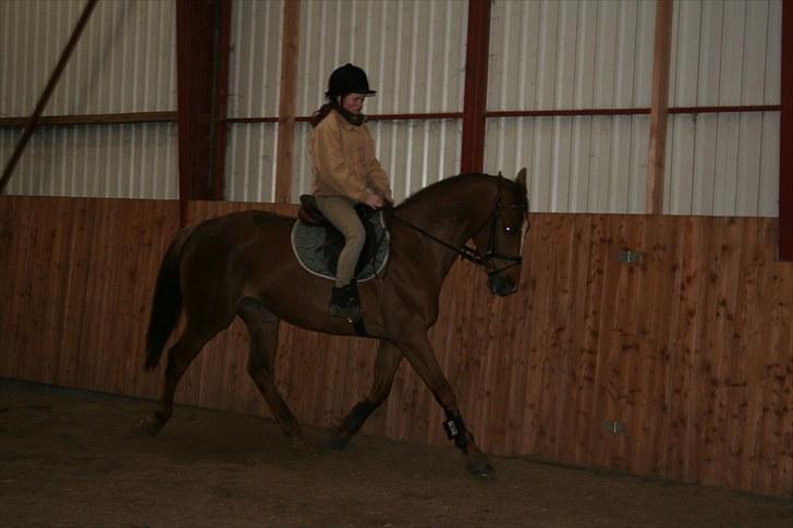 Dansk Varmblod Last Lya - Mig der rider hende for første gang efter hun kom i ridning! :D<3 billede 12