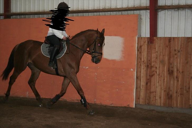 Dansk Varmblod Last Lya - Flotte! <3 billede 14