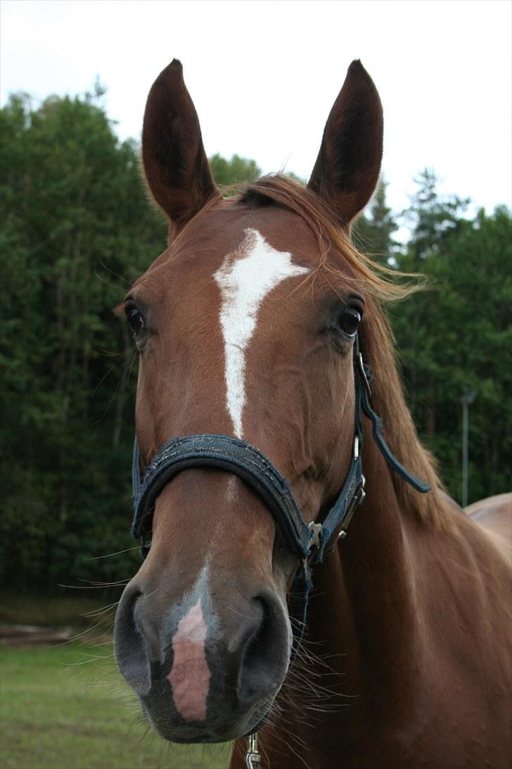 Dansk Varmblod Last Lya - Lille Ly er glad (: billede 15