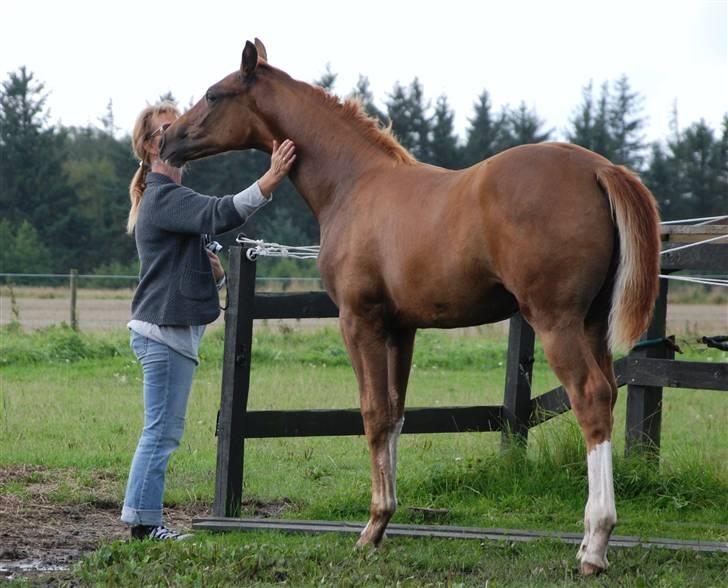 Dansk Varmblod Løths Quando billede 6