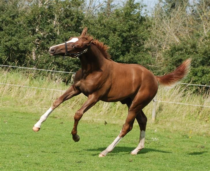 Dansk Varmblod Løths Quando billede 7