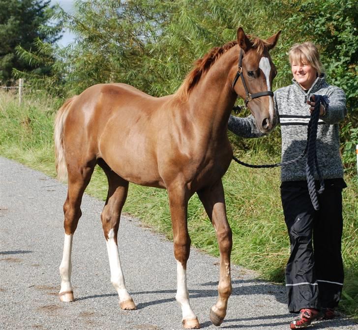 Dansk Varmblod Løths Quando billede 8