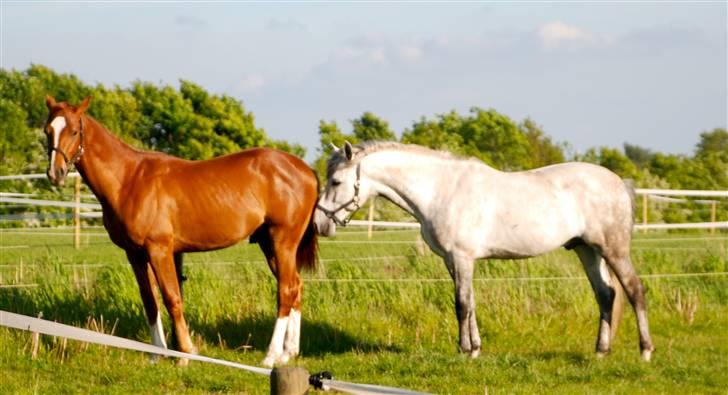 Dansk Varmblod Løths Quando billede 9