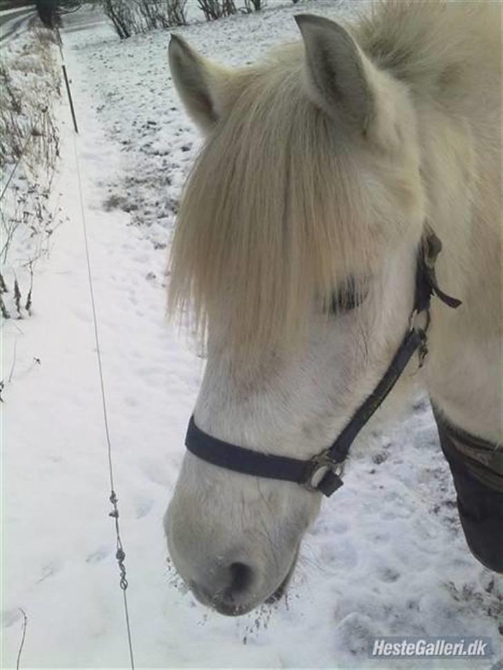 Anden særlig race Zafir (rideskolepony) - Zafir  billede 1