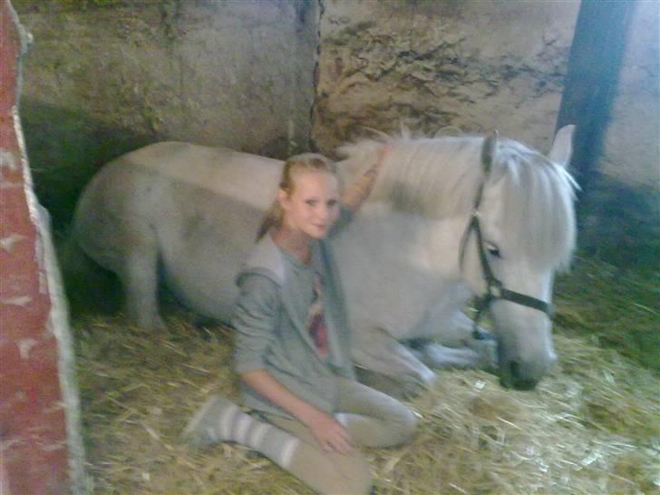 Anden særlig race Zafir (rideskolepony) - <3 billede 2