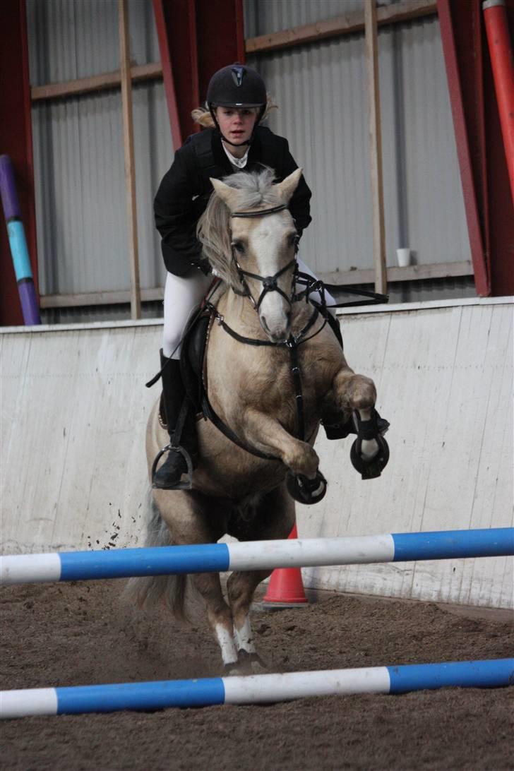 Irsk Sportspony Triple Gold(:  - Stævne i HES :D Foto: Louise :b billede 15