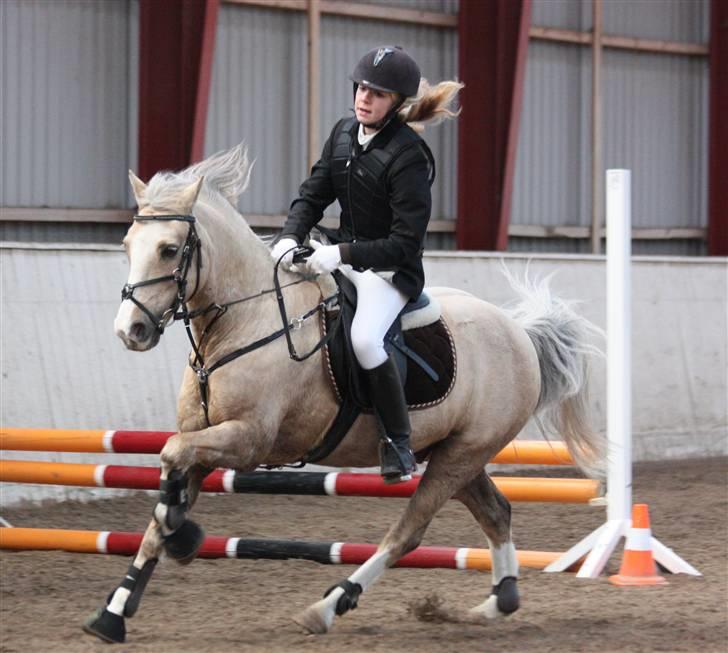 Irsk Sportspony Triple Gold(:  - Stævne i HES :b Foto: Louise :b billede 17