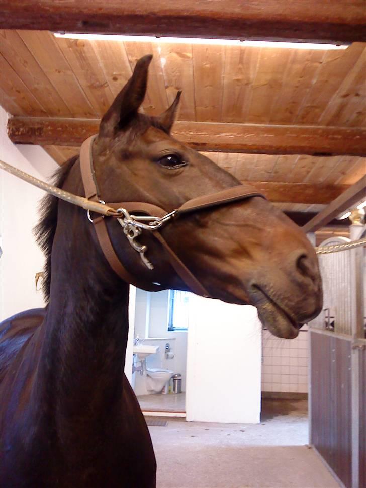 Anden særlig race Kingston's Zolo - RIP min skat.. billede 5