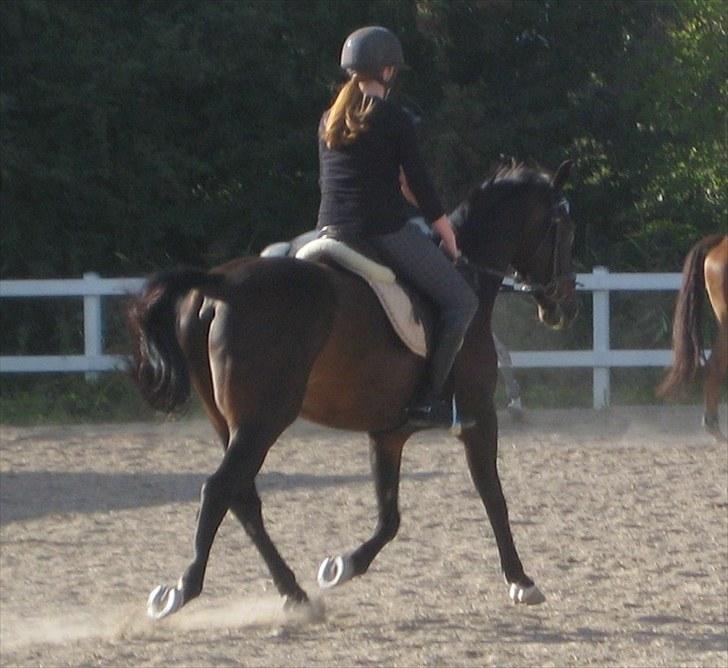 Anden særlig race Kingston's Zolo - Dressurundervisning 2/9 - 2010 billede 6