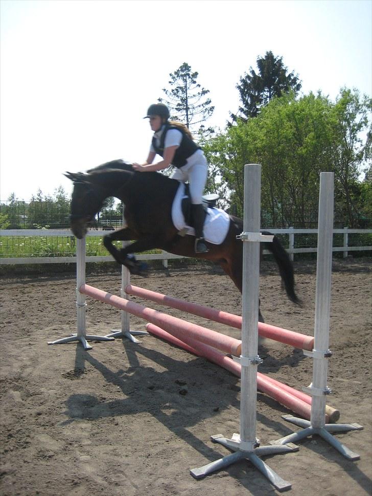 Anden særlig race Kingston's Zolo - TSR klubstævne d. 6/6 - oxeren her er omkring 80 - 90 cm :) billede 7