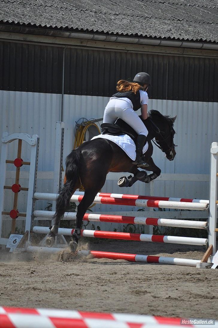 Anden særlig race Kingston's Zolo - TMC-foto - TSR klubstævne billede 8