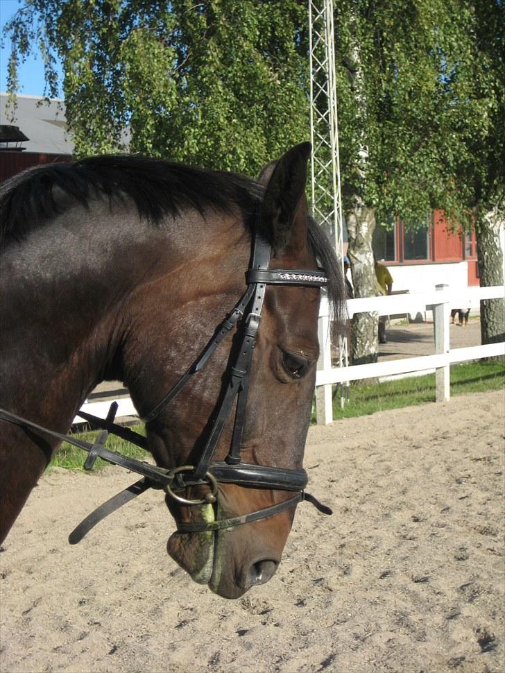 Anden særlig race Kingston's Zolo - Dressurundervisning 2/9 - 2010 billede 2