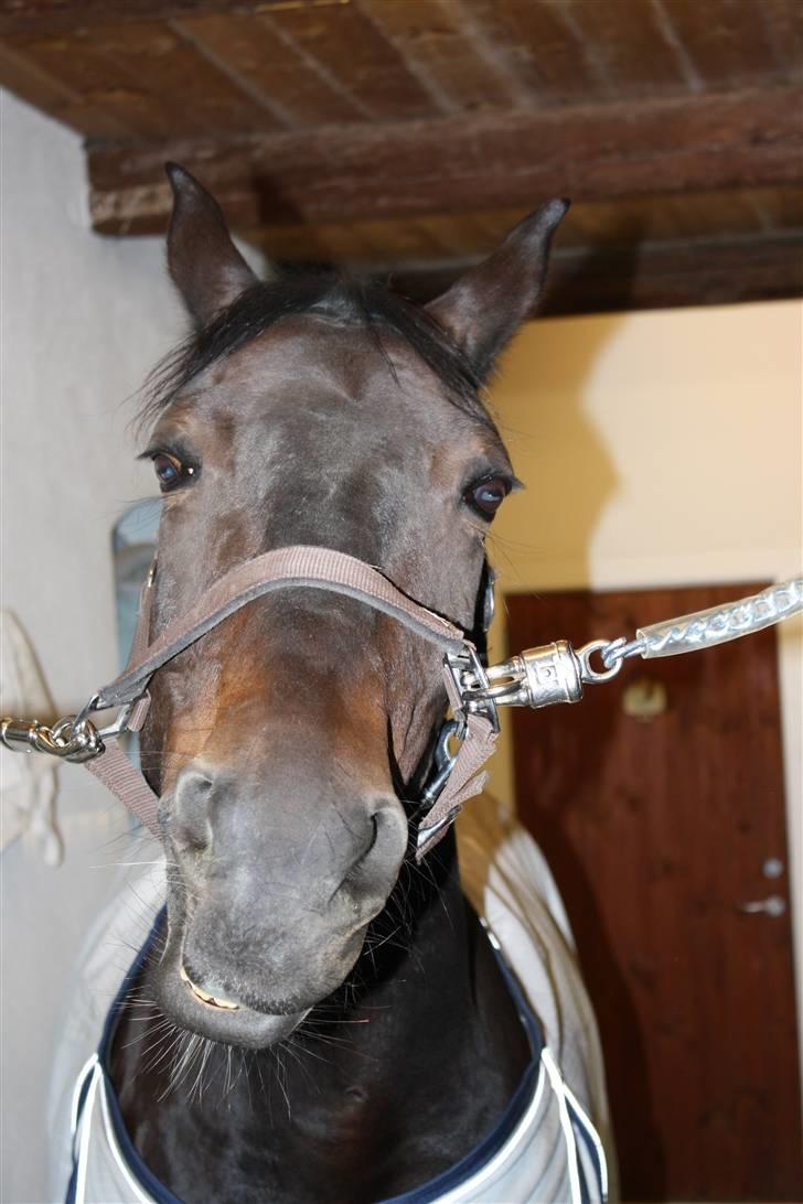 Anden særlig race Kingston's Zolo billede 9