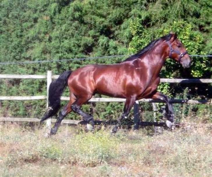 Lusitano Robalo - Robalo juli 2007 i Portugal billede 2