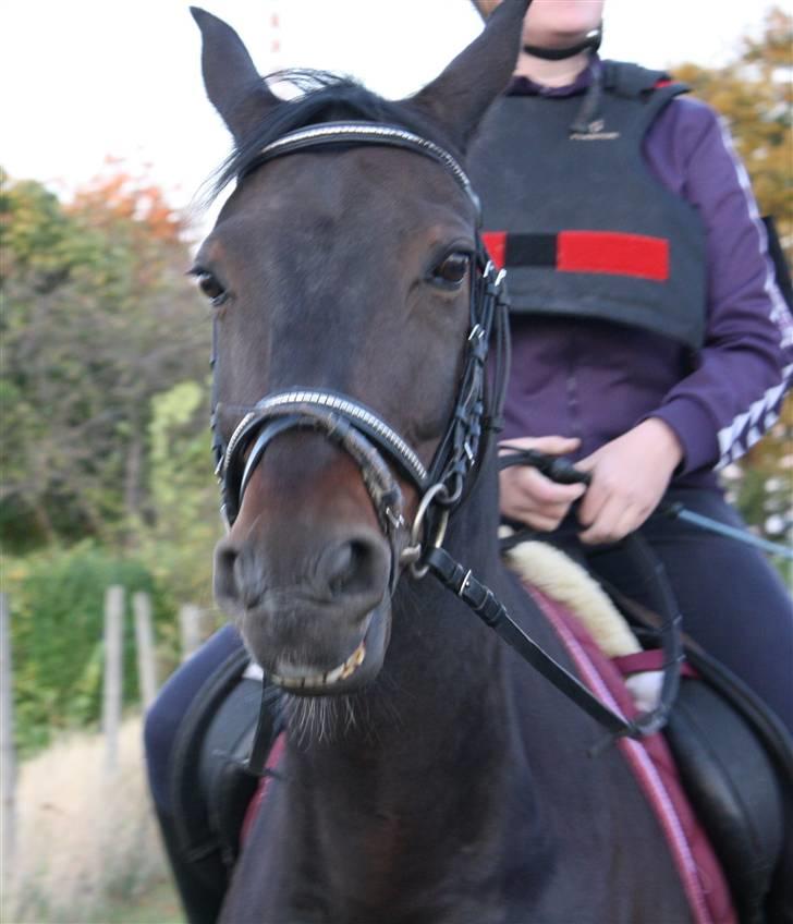 Anden særlig race Kingston's Zolo - Se de tænder (; billede 17
