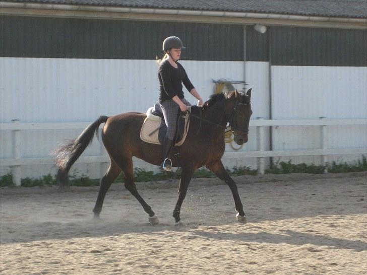 Anden særlig race Kingston's Zolo - Dressurundervisning 2/9 - 10 billede 18