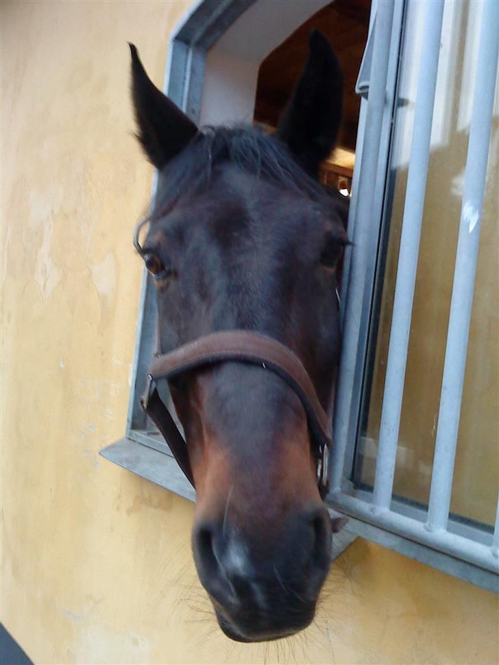 Anden særlig race Kingston's Zolo - Zolo i sin boks med hans elskede vindue (: billede 19