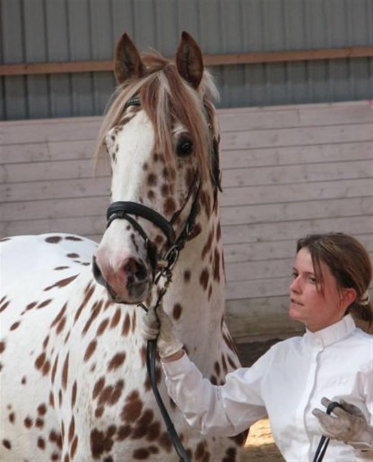 Knabstrupper Lá Feve´s Fion billede 1