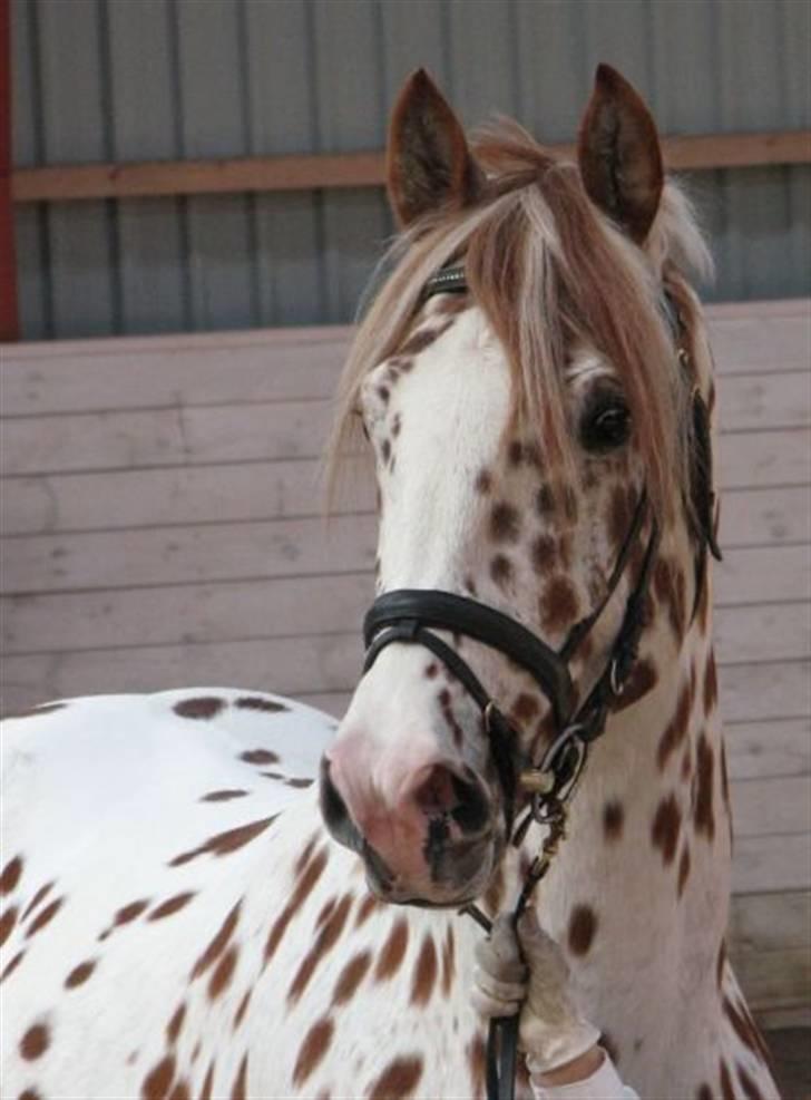 Knabstrupper Lá Feve´s Fion billede 4