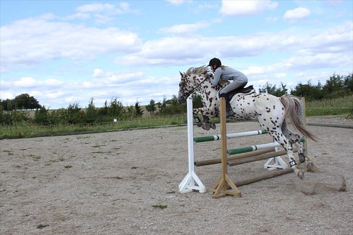 Knabstrupper Lá Feve´s Fion billede 6