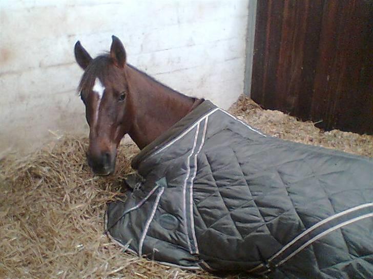 Hollandsk Sportspony Magic Maggie -'solgt :'/ - jeg sover altså lige !! ;p foto: cille billede 18