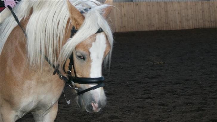 Haflinger Mirabell   (Storesøsters) billede 8