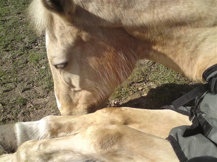 Anden særlig race Mulle - Hej velkommen til Mulle `s profil :D billede 1