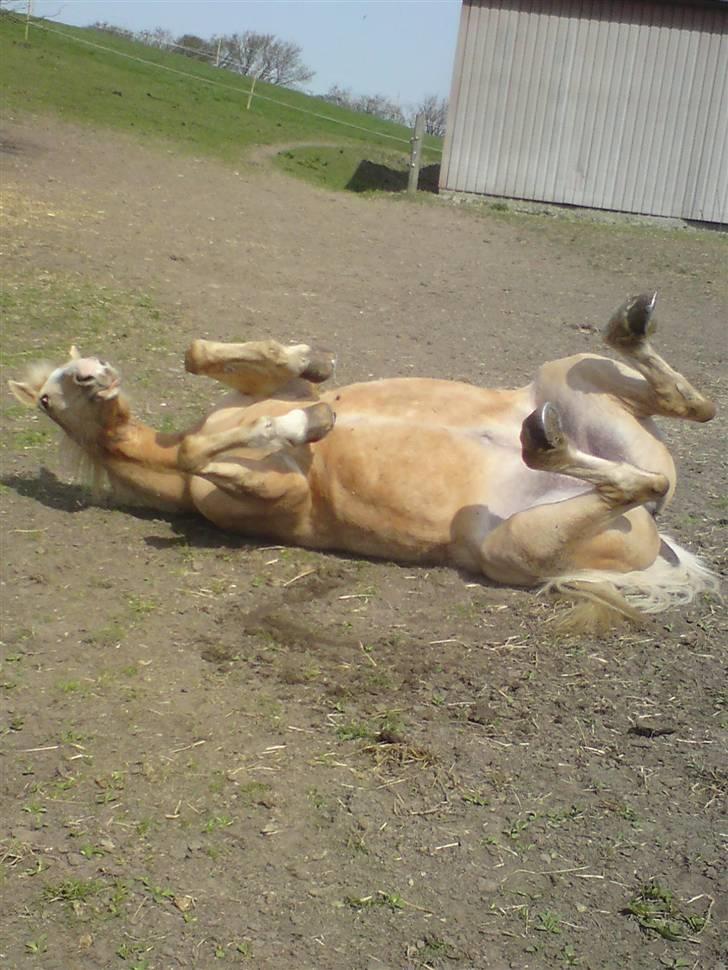 Anden særlig race Mulle billede 2