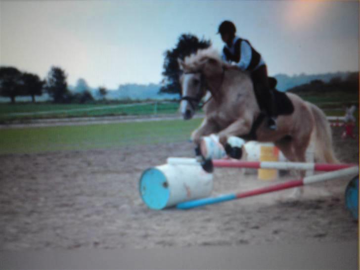 Anden særlig race Mulle billede 3