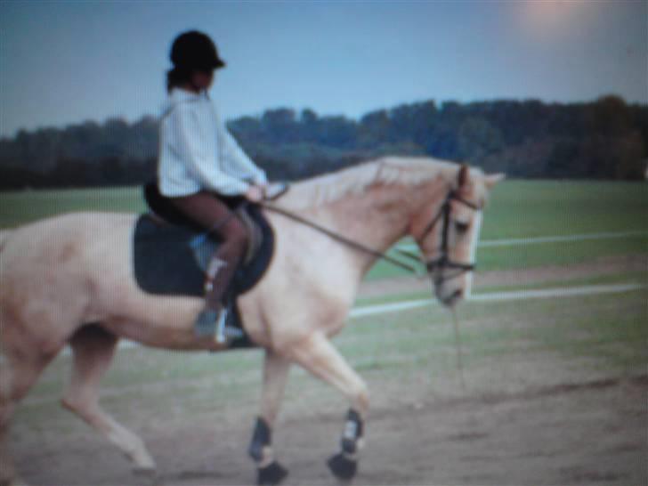 Anden særlig race Mulle billede 4