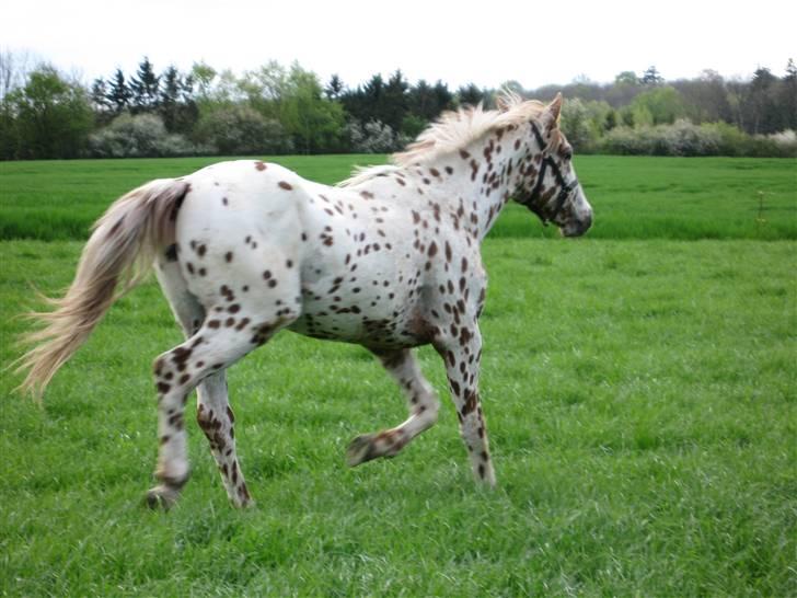 Knabstrupper Lá Feve´s Fion billede 7