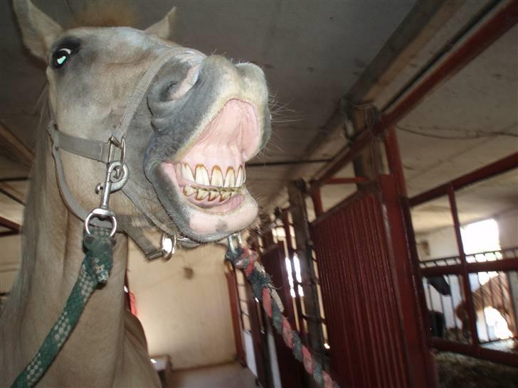 Anden særlig race Mulle billede 5