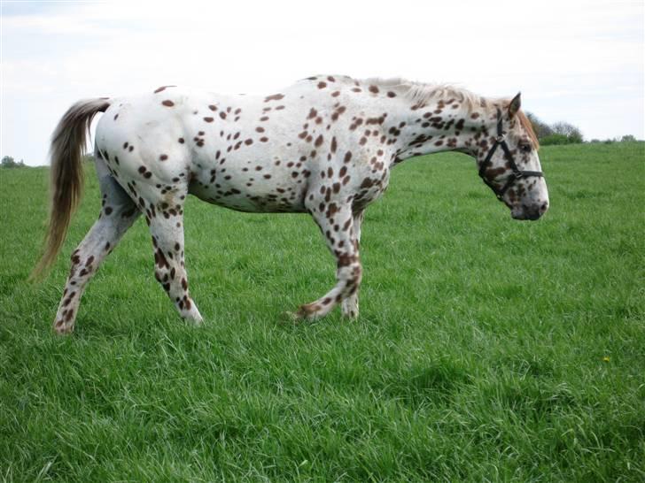 Knabstrupper Lá Feve´s Fion billede 8