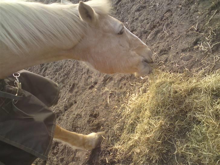 Anden særlig race Mulle billede 6