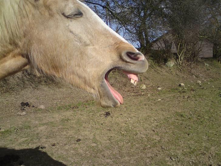 Anden særlig race Mulle billede 7