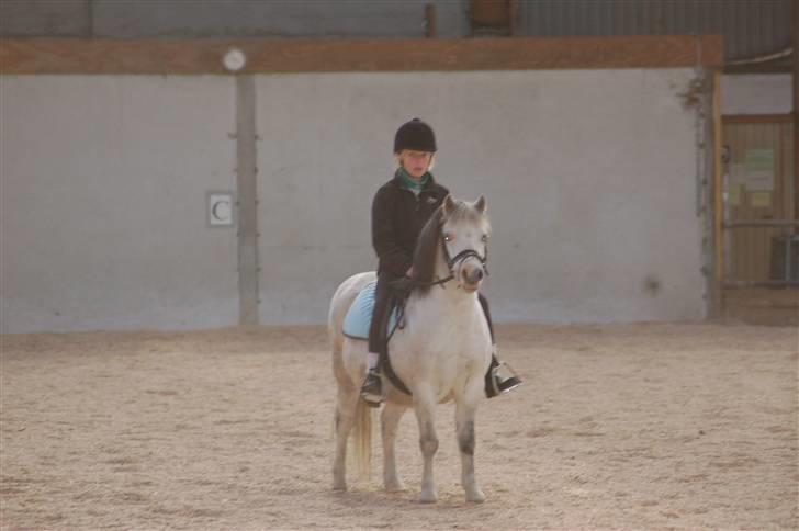 Anden særlig race Carlos<3 *gammel Passer* - elsker diiq<33 billede 6