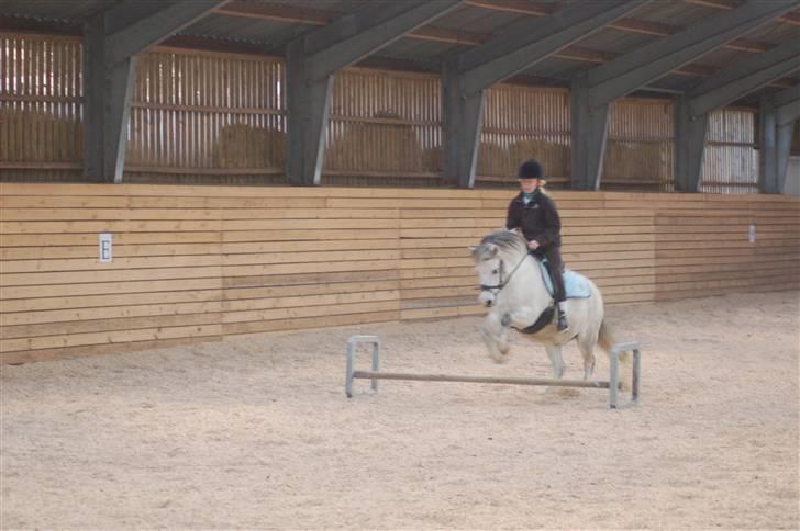 Anden særlig race Carlos<3 *gammel Passer* - springer ca.30cm :O) billede 7