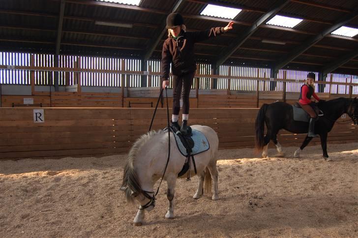 Anden særlig race Carlos<3 *gammel Passer* - så står jeg på ham:O) han sagde ikke noget til det :O) dejlige ham :D billede 9