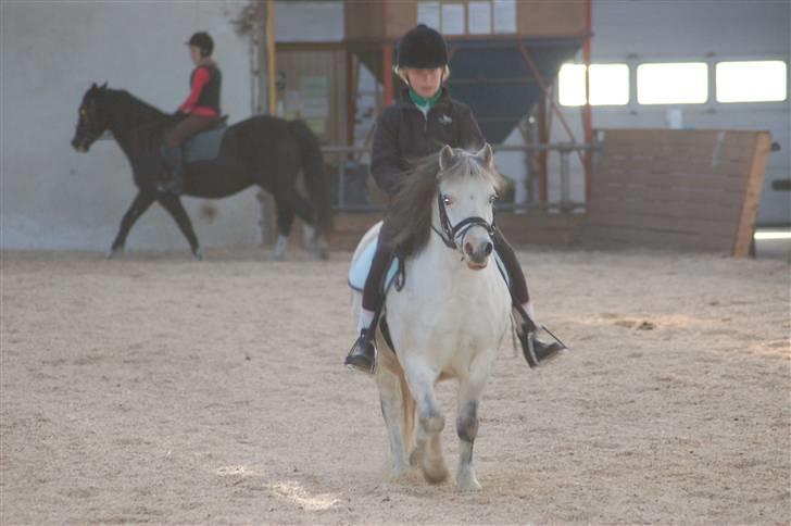 Anden særlig race Carlos<3 *gammel Passer* - heej heej :O) billede 10