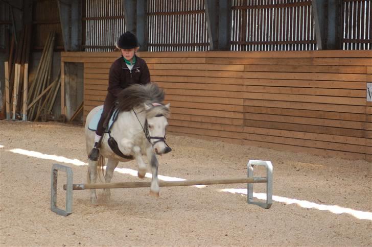 Anden særlig race Carlos<3 *gammel Passer* - springer igen ca. 50 :O) billede 11