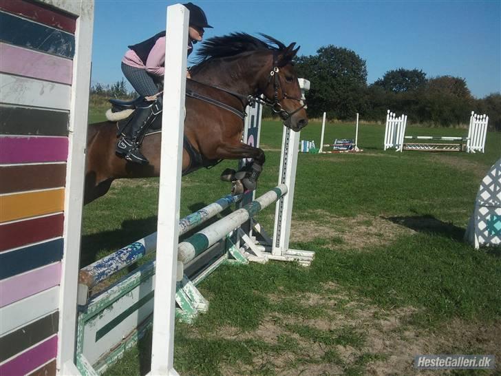 Svensk Sportspony  Ainée B-pony. Solgt! - Træning på SØR billede 2