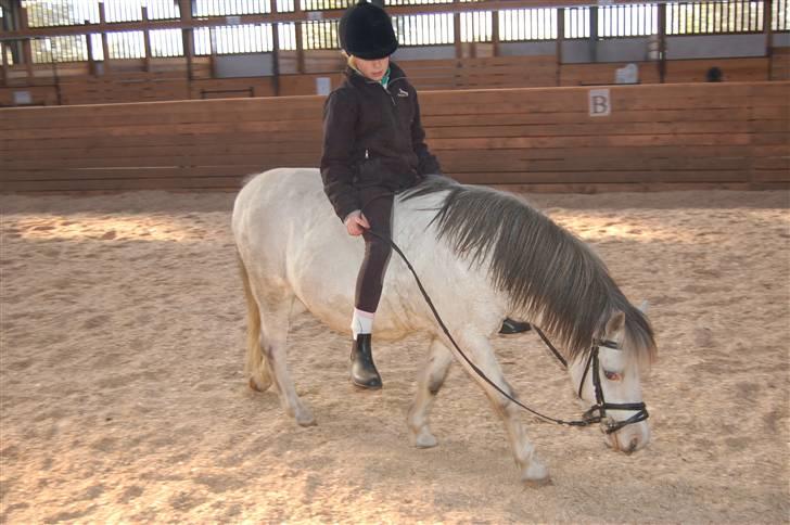 Anden særlig race Carlos<3 *gammel Passer* - her uden saddel :D billede 12