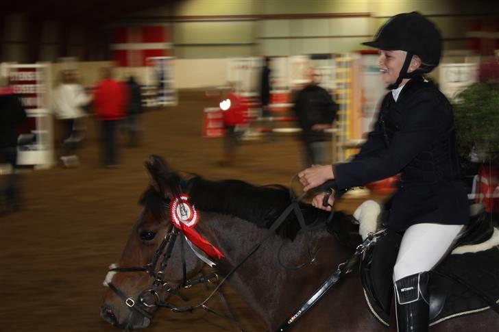 Svensk Sportspony  Ainée B-pony. Solgt! - 1.plads i Boller billede 3