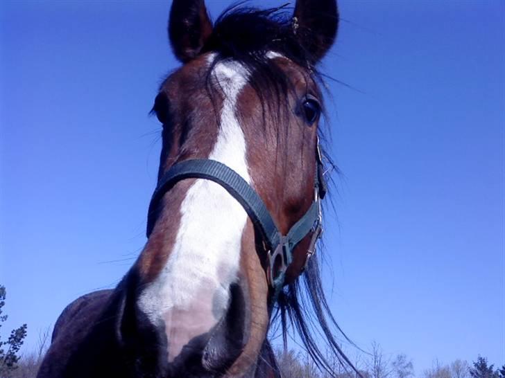 Anden særlig race Samson billede 7