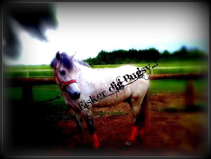 Welsh Pony (sec B) Bugsy Malone (savnet.) billede 3