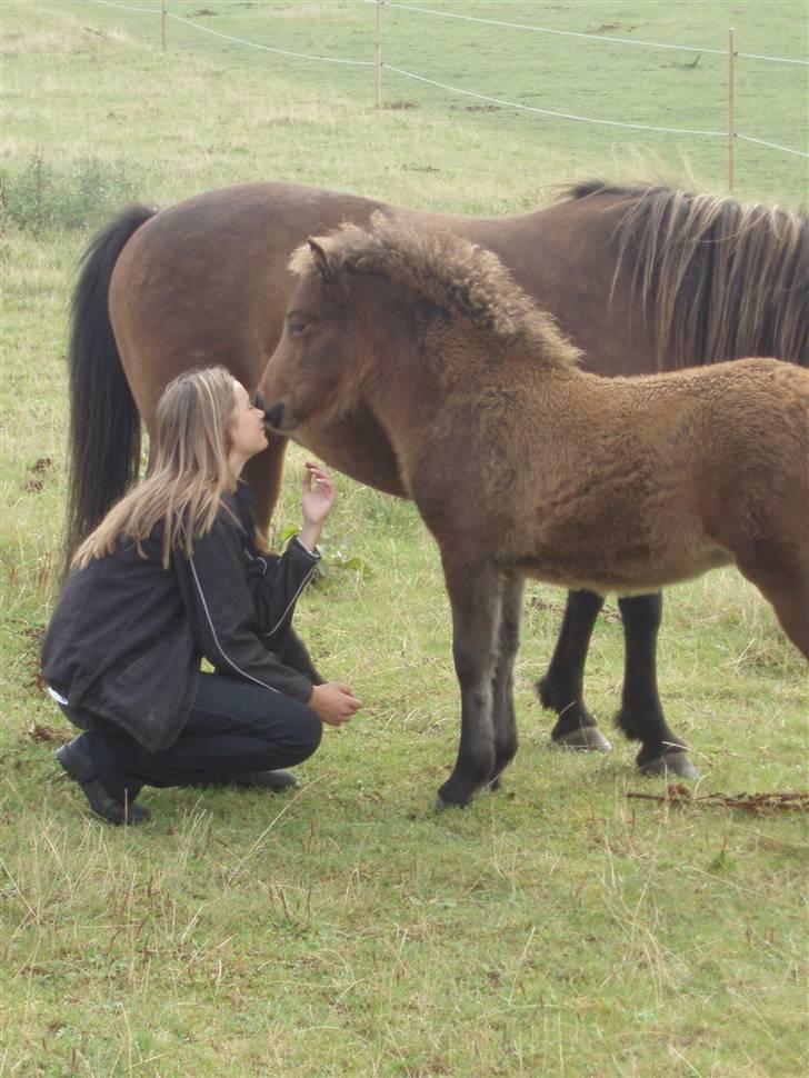 Islænder Edda fra Sandsbjerggård billede 1