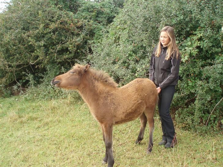 Islænder Edda fra Sandsbjerggård billede 2